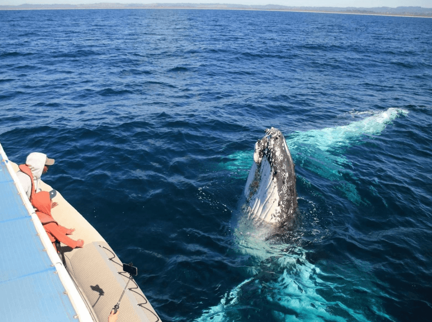 Why Humpback Whales Migrate to Samaná Bay