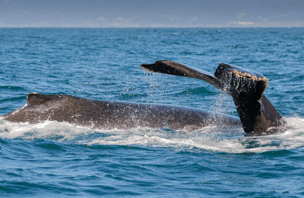 How Scientists Identify Resting Humpback Whales in Samaná Bay