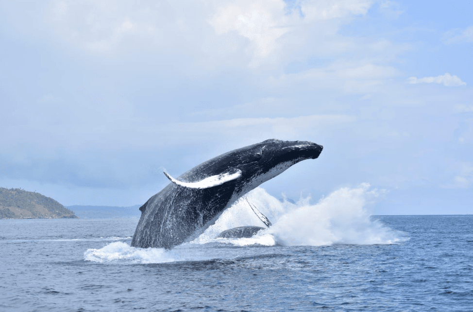 Samaná Whale-Watching Prices 2027: Tour Costs & Budget