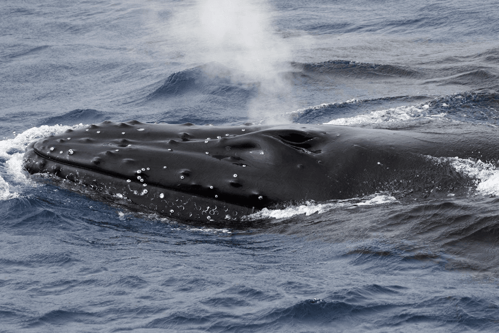 Humpback Whale Reproduction in Samaná Bay Explained