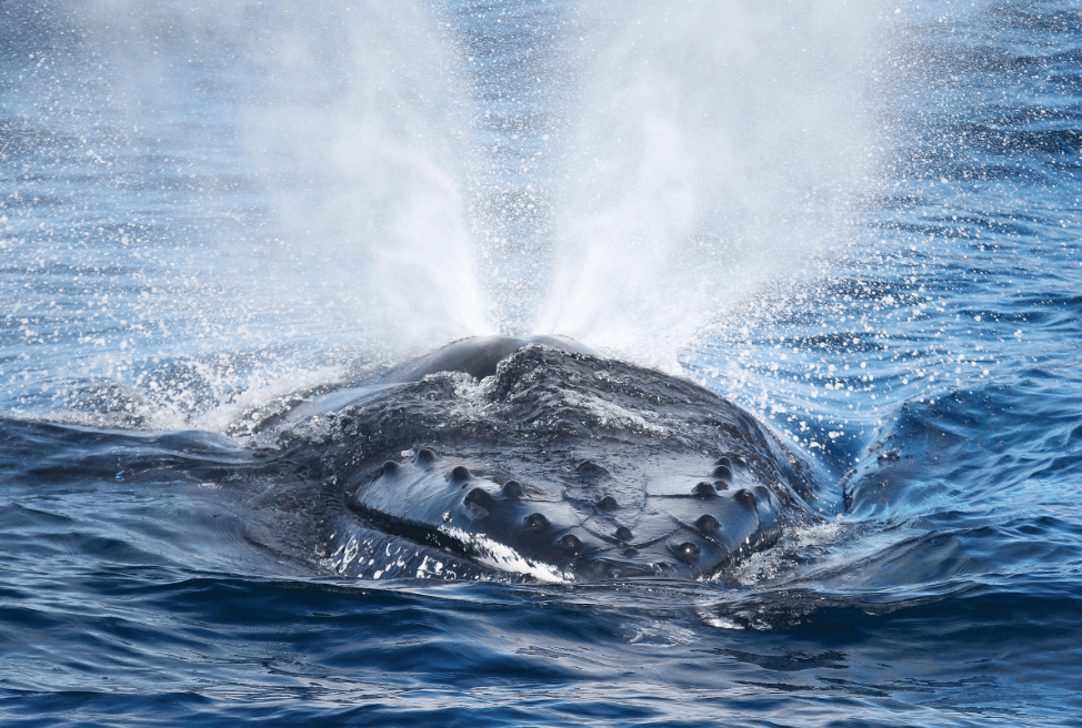 create post,include tags and dont match with previous - Samaná Bay Whale Watching Guide
