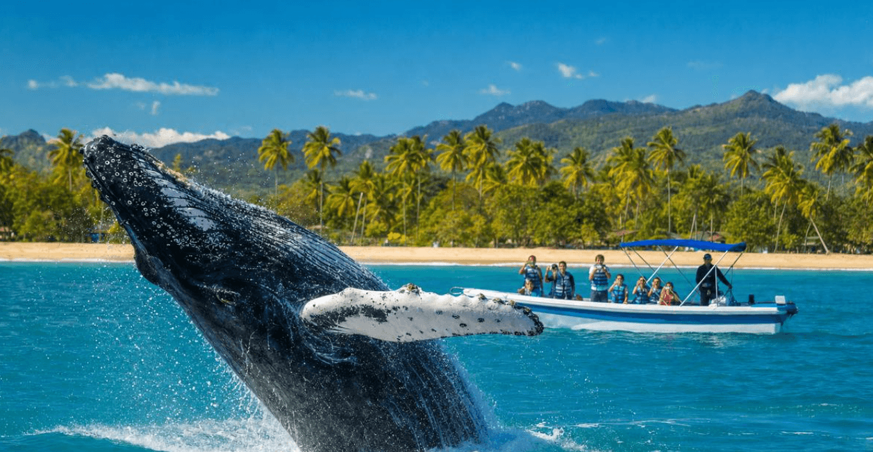 Samaná Bay Whale Migration: Why Humpbacks Return Each Year