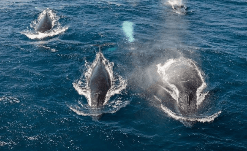 How Long Do Humpback Whales Stay in Samaná Bay?