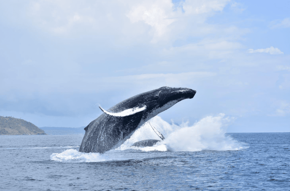 Whale Watching in Samaná: Season, Tours & Tips
