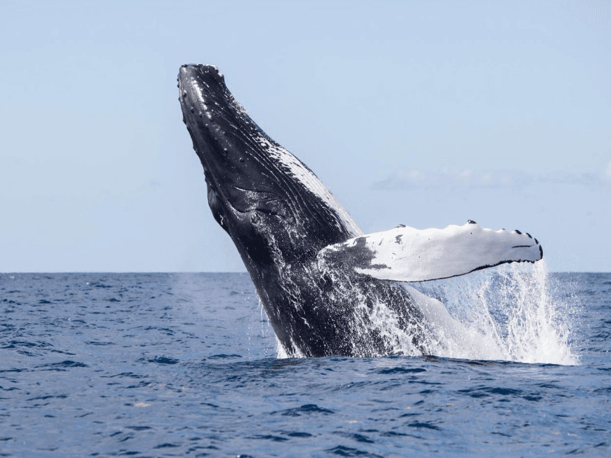 Samaná Bay Whale-Watching Map: A Visitor's Guide