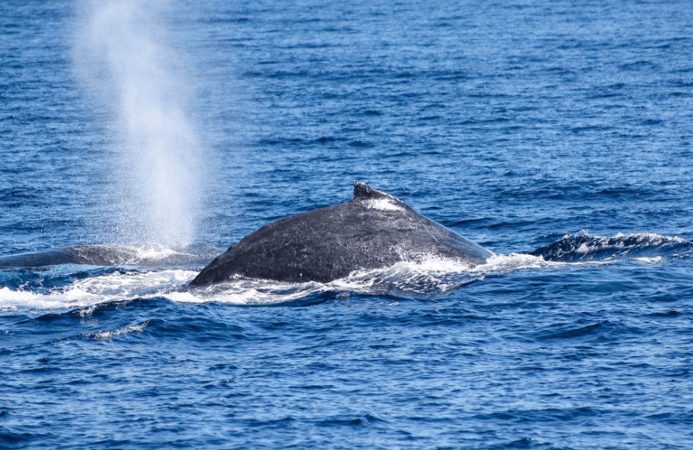 Samaná Whale-Watching Briefings: What Visitors Should Know