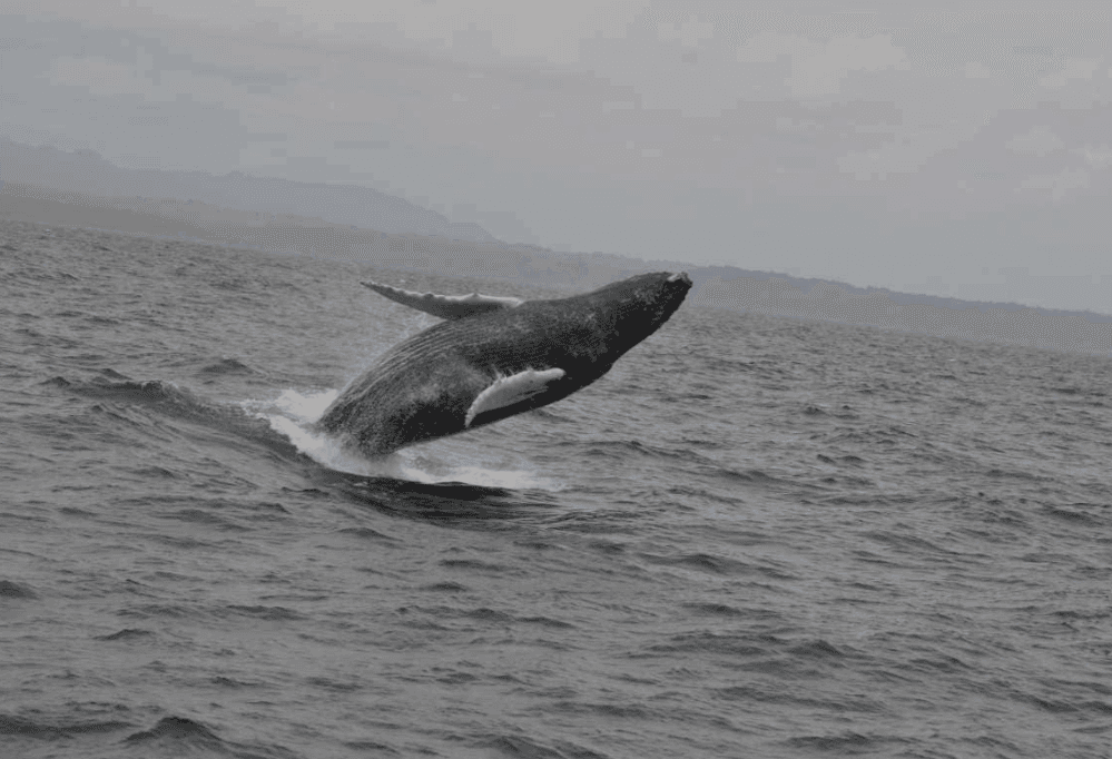 Samaná Whale Watching 2027: Season, Tours & Tips