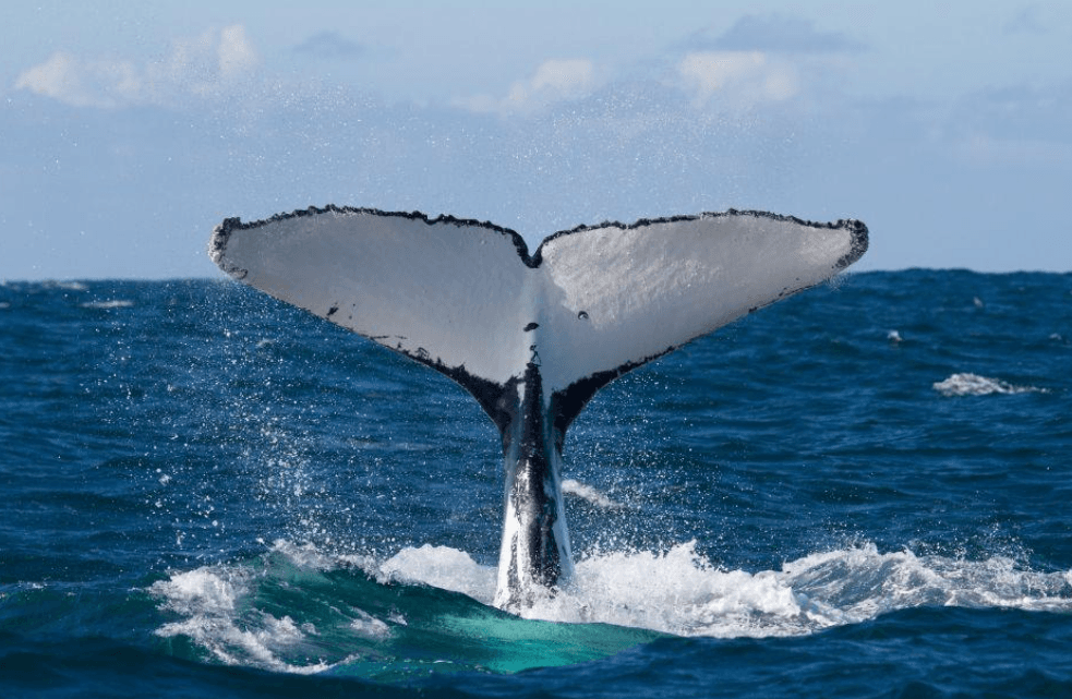 Why Humpback Whales Roll Sideways in Samaná Bay