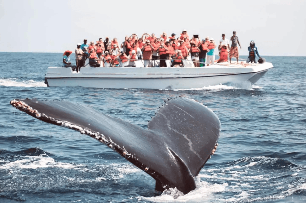 How Guides Estimate Whale Distance in Samaná Bay