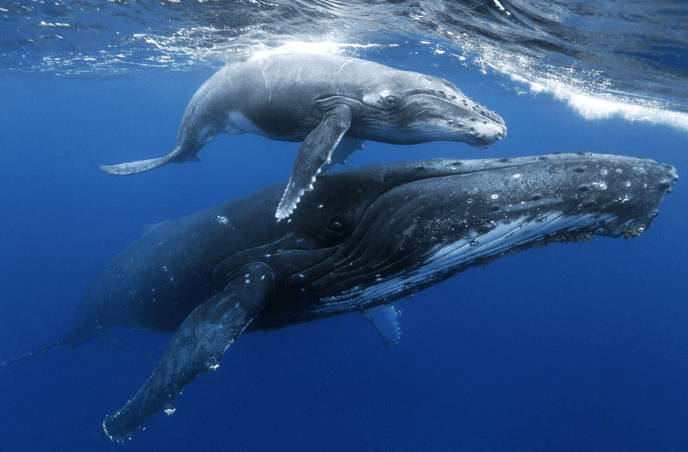 How Big Are Humpback Whales? Size and Weight Guide