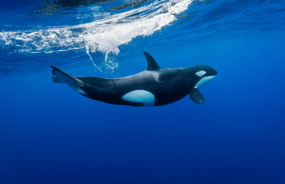 What Can You See on a Samaná Whale-Watching Tour in 2027?