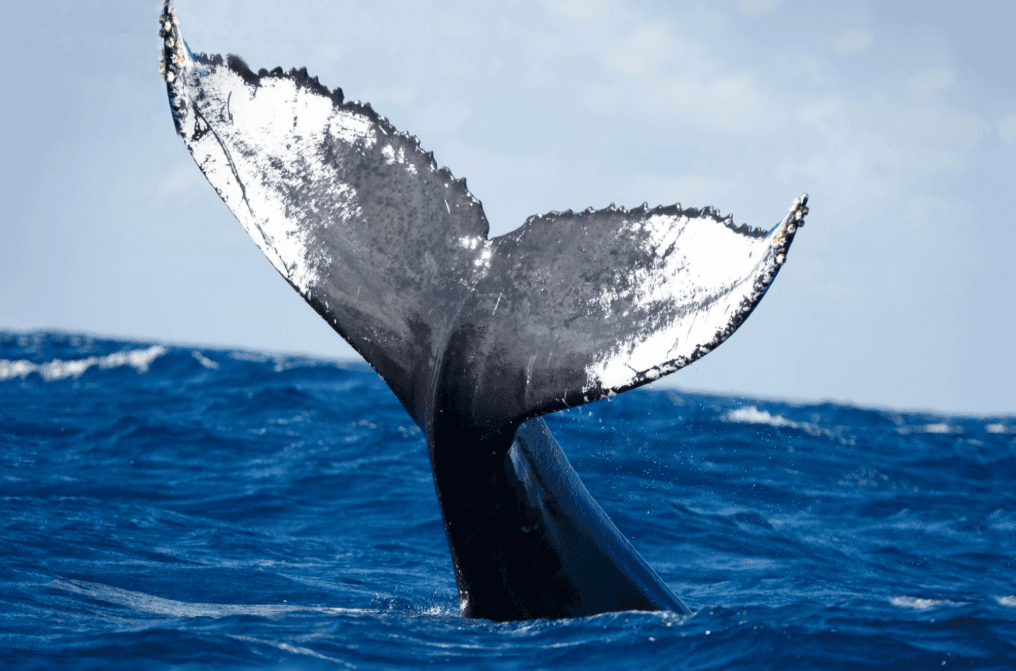 Do Humpback Whales Return to Samaná Bay?